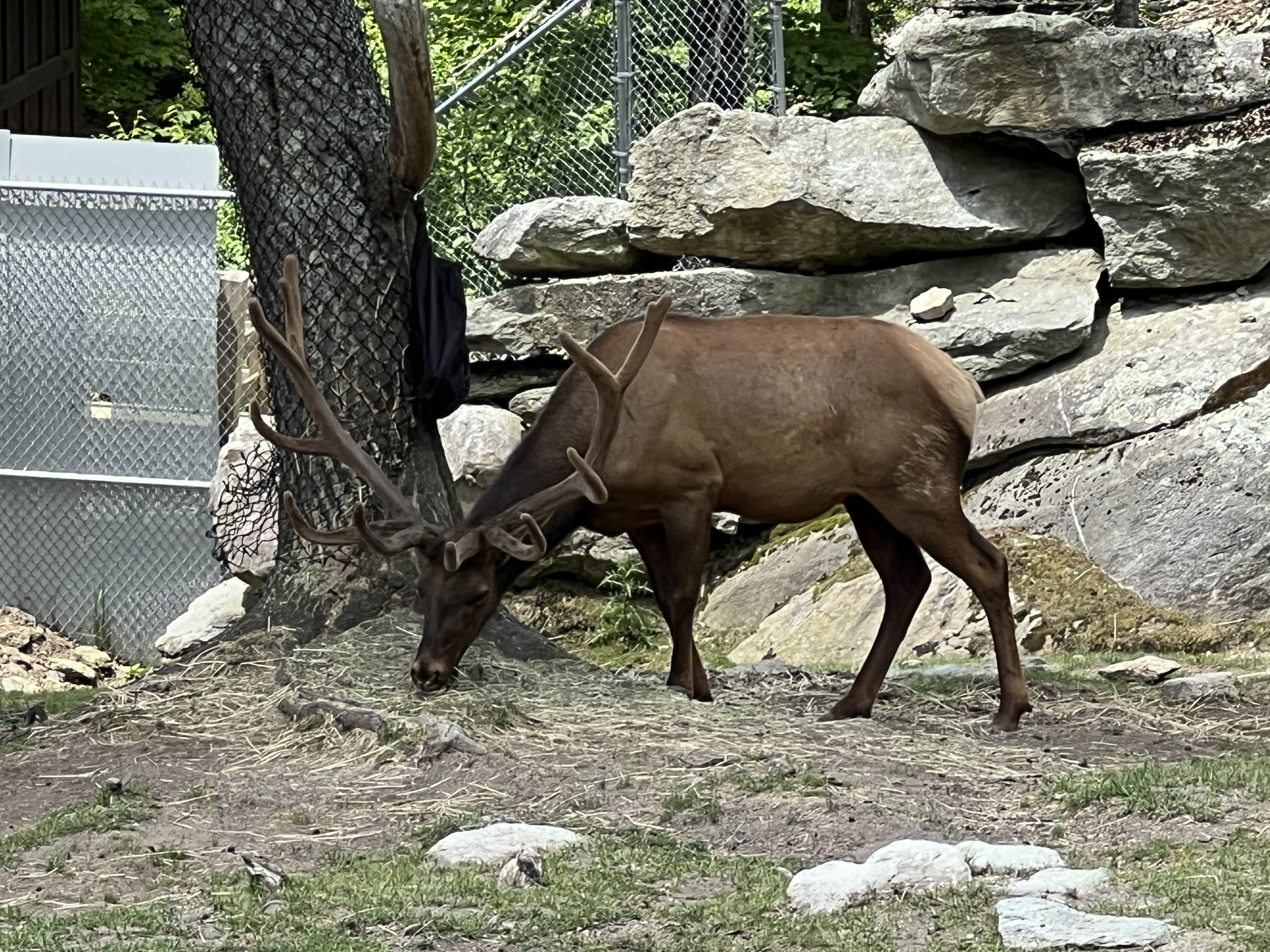 ./2024/08 - Banner Elk/Grandfather Mountain/IMG_1995.jpg